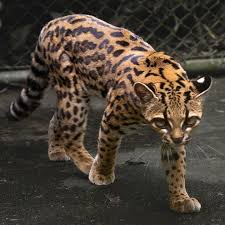 Leopardus tilcayo